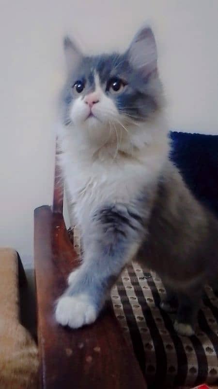 Persian  triple coated punch face litter trained kittens for sale 1