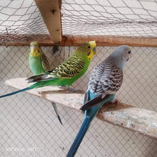 Australian parrots or Budgeries 0