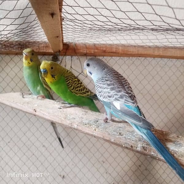 Australian parrots or Budgeries 1