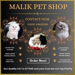 Persian Kittens | Persian Cat | Punch Face Persian | Triple Coated