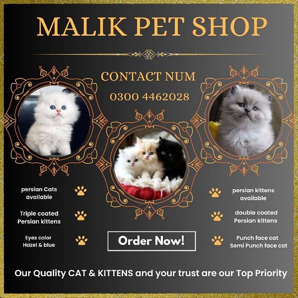 Persian Kittens | Persian Cat | Punch Face Persian | Triple Coated 0