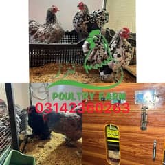 Bantam Females available total 5 Read Add