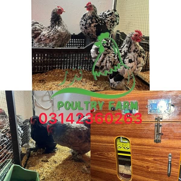 Bantam Females available total 5 Read Add 0