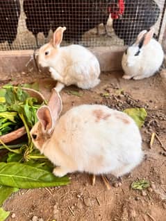 rabbits trio