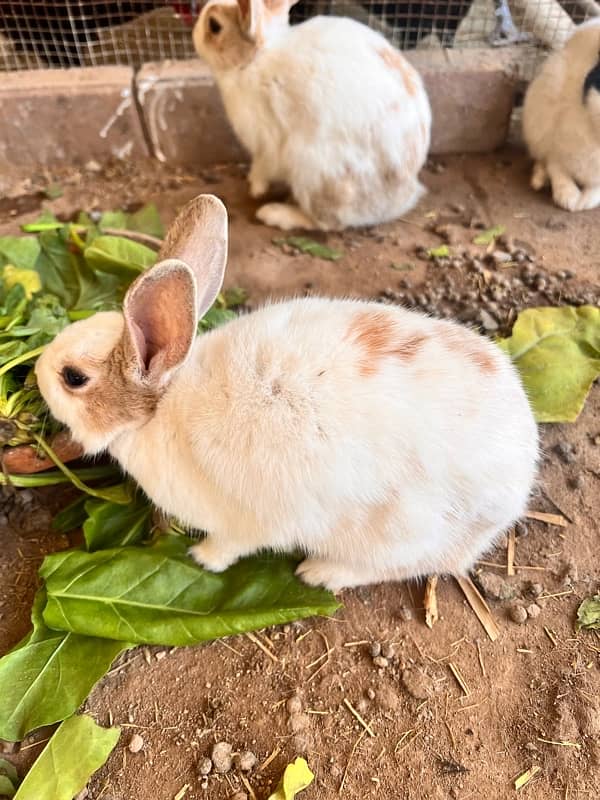 rabbits trio 8