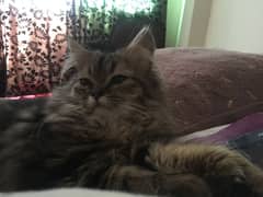 Tabby male persian cat