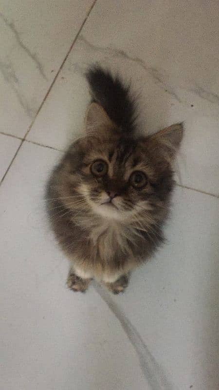 Tabby male persian cat 3