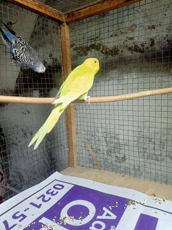 beautiful budgie very healthy and for sale 0