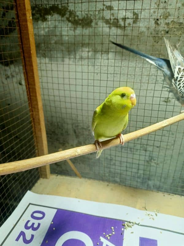 beautiful budgie very healthy and for sale 1