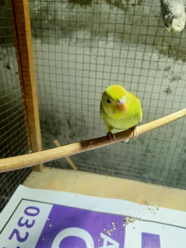 beautiful budgie very healthy and for sale 2