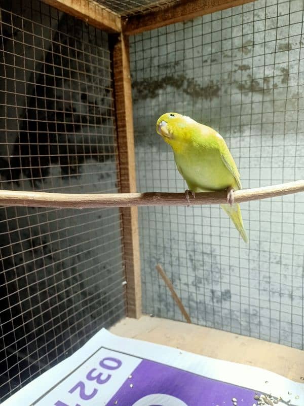 beautiful budgie very healthy and for sale 3