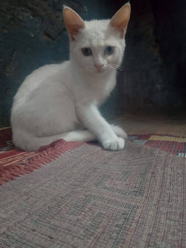 Turkish Angora cat 2