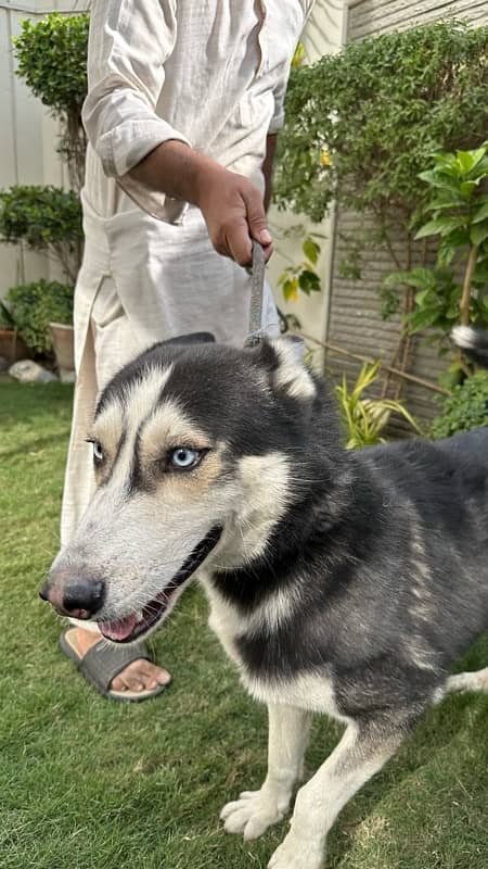 Siberian Husky for sale 2 years (friendly) vaccinated 3