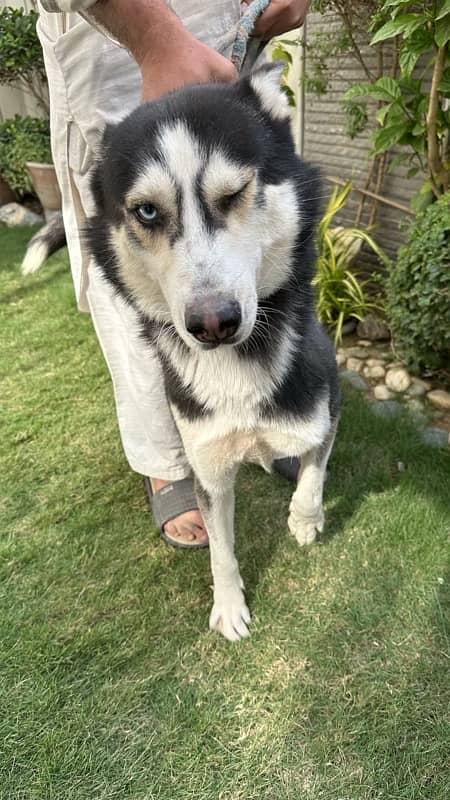 Siberian Husky for sale 2 years (friendly) vaccinated 0