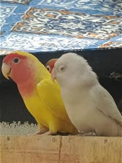 1 per albino red  1 per love brid with 2 boxes