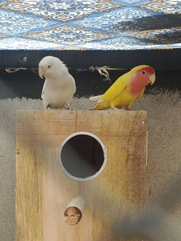 1 per albino red  1 per love brid with 2 boxes 2