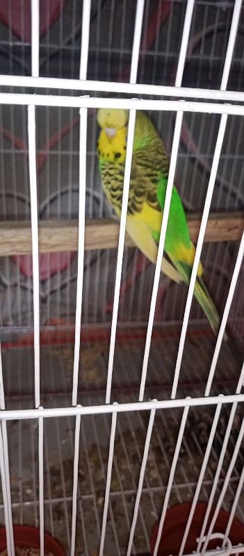 King Size Budgie's 2