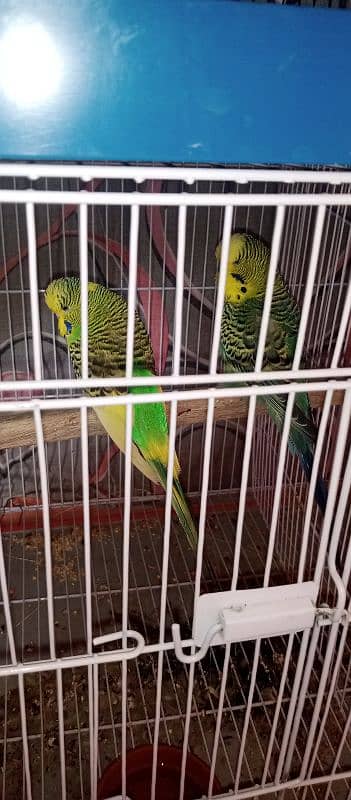 King Size Budgie's 3