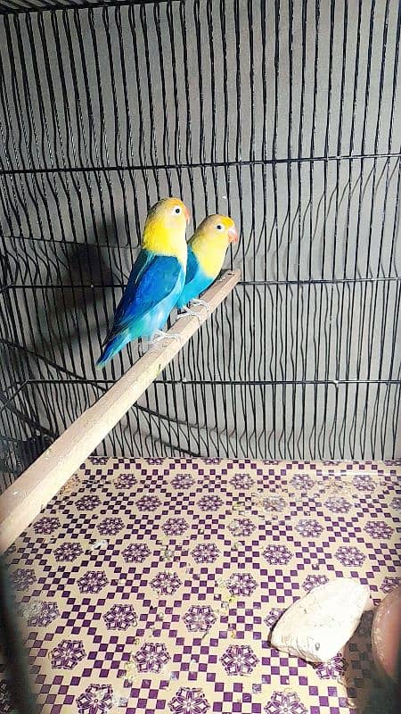 parblue oppline lovebird pair 0