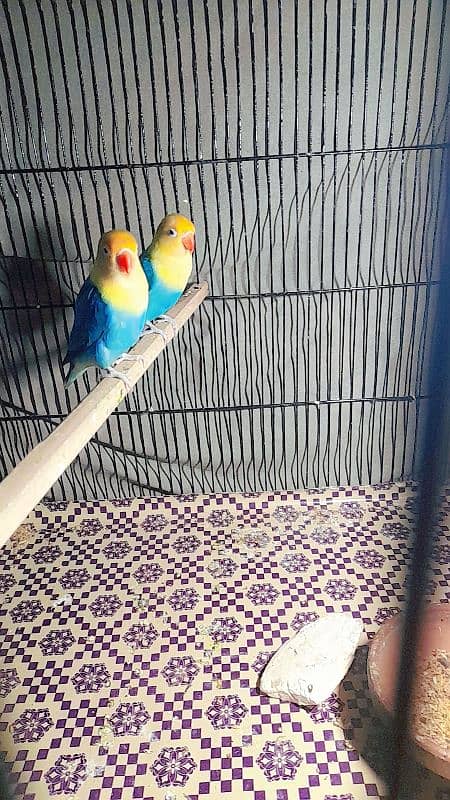 parblue oppline lovebird pair 1