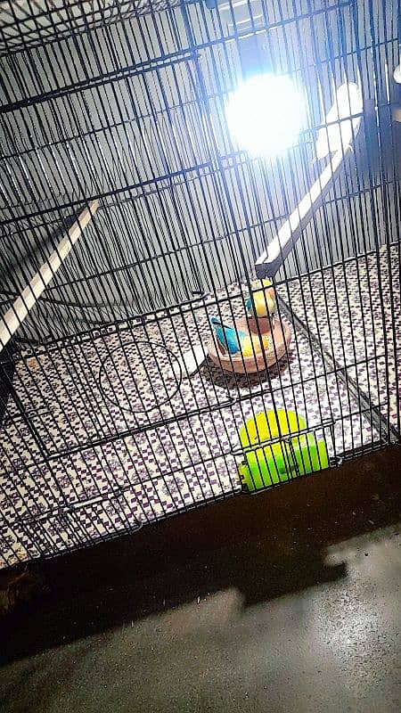 parblue oppline lovebird pair 2