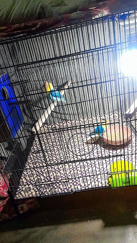 parblue oppline lovebird pair 3