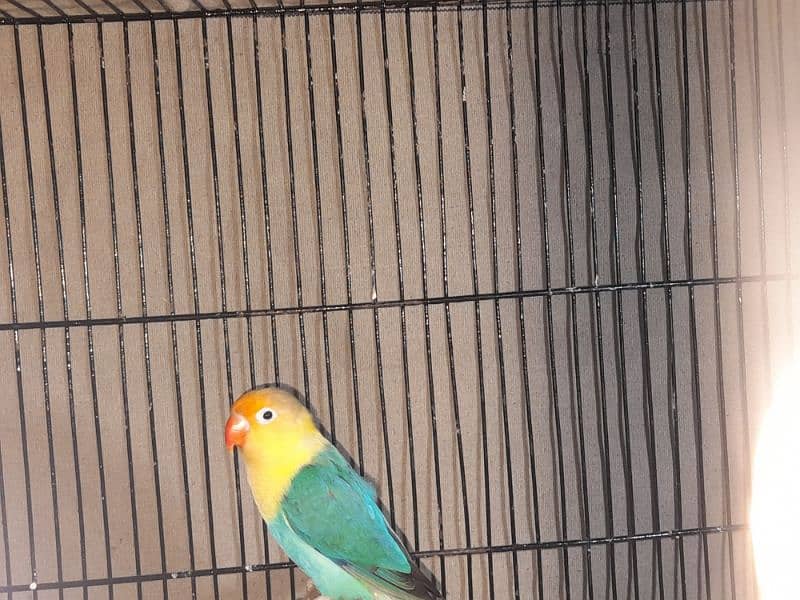 parblue oppline lovebird pair 4