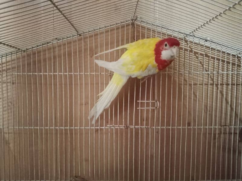 Lutino  rosella male available 0