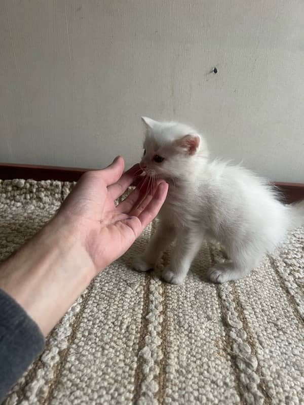 2 persian kittens pure white kittnes 1