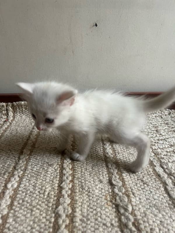 2 persian kittens pure white kittnes 2