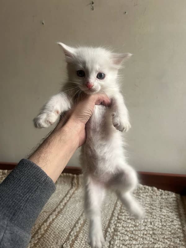 2 persian kittens pure white kittnes 6