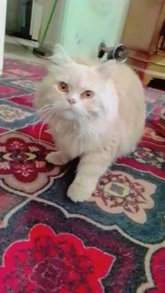 Persian triple coated male fully friendly