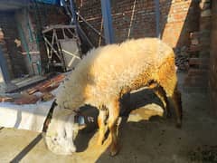 Female Sheep Pure kakki mundri