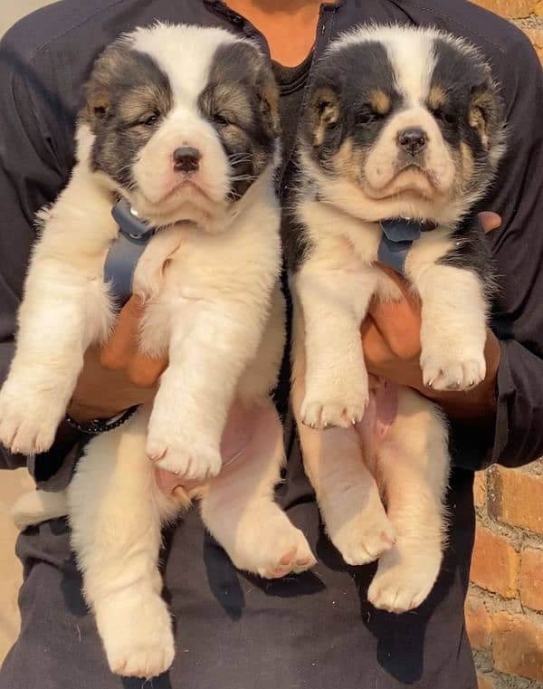 alabai security Dog 2 month pair for sale heavy bone 0