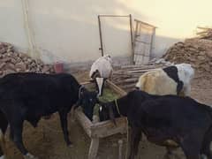 4 Bachry for sale, Location 18mr Multan