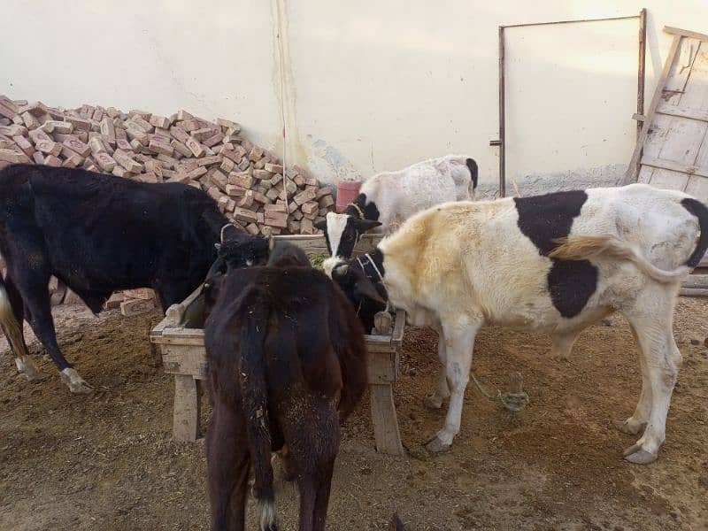 4 Bachry for sale, Location 18mr Multan 2