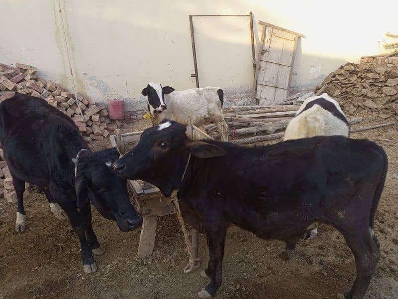 4 Bachry for sale, Location 18mr Multan 4