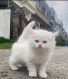 Persian kittens | triple Coated | Punch Face kittens For Sale