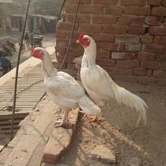 Beautiful white heera pair