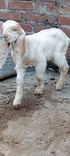 Makhi chena bakra  A plus quality 1 month age