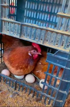 golden misri hens for sale