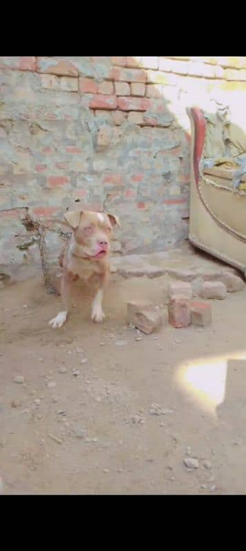 American Bully Female 0