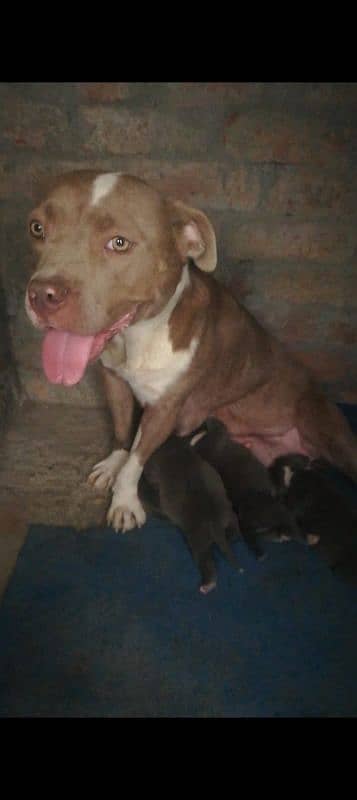 American Bully Female 4