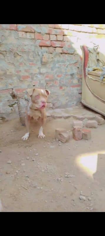 American Bully Female 5