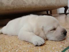 labrador  puppy 03014615555