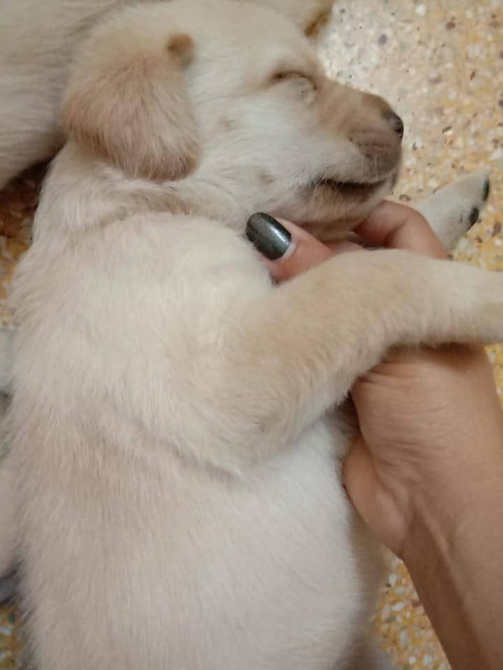 labrador  puppy 03014615555 1