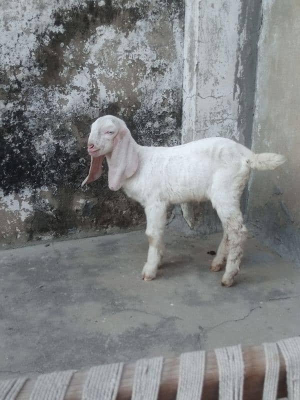 Rajanpuri bakara/ بکرا/ goat baby / white goat /goat for sale 0