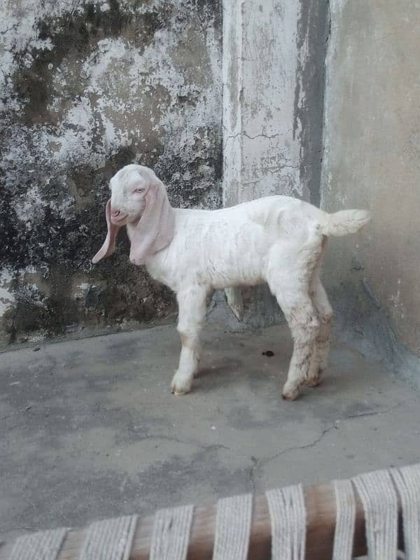 Rajanpuri bakara/ بکرا/ goat baby / white goat /goat for sale 1