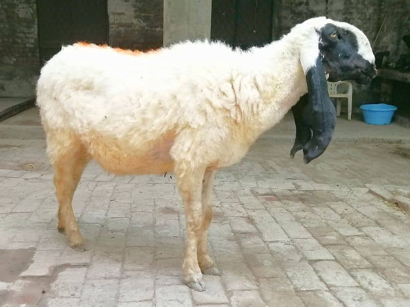 Female Sheep Gaban 2.5 Month (Ultrasound Report Available) 1