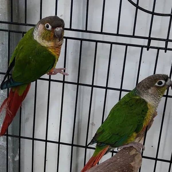 GREEN CHEEK CONURE BREEDER PAIR FOR SALE 0